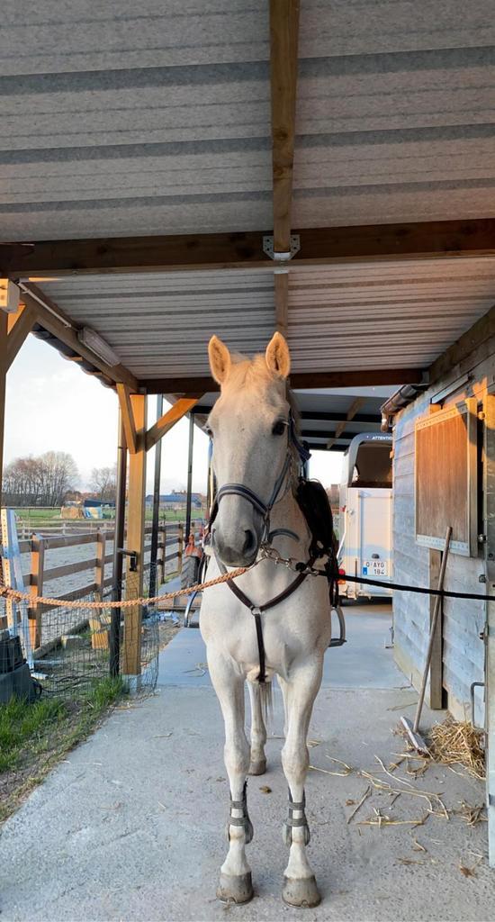 BWP merrie, Animaux & Accessoires, Chevaux, Jument, Cheval de récréation