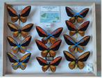 vlindercollectie - laatste kans, Verzamelen, Ophalen of Verzenden, Zo goed als nieuw, Insect, Opgezet dier