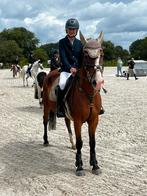 Brave veelzijdige pony, Dieren en Toebehoren, Pony's, Ruin