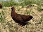 Jonge tamme Welsumer kriel kippen gesekst en ingeënt, Poule ou poulet, Femelle