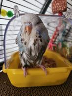 Engelse grasparkiet, Animaux & Accessoires, Oiseaux | Perruches & Perroquets, Mâle, Perruche, Bagué