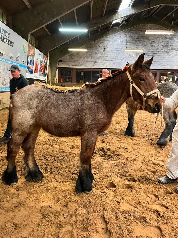 Trekpaarden, Dieren en Toebehoren, Paarden, Meerdere dieren, Onbeleerd, 0 tot 2 jaar, Met stamboom, Gechipt, Ontwormd