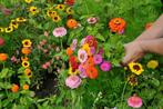 Zaden Zinnia, Ophalen of Verzenden, Zaad