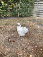 Zijdehoen haan, Dieren en Toebehoren