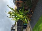 Bananenboom (musa basjoo), Tuin en Terras, Planten | Bomen, Ophalen