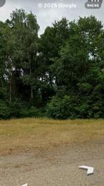 Te kappen bomen gratis, Tuin en Terras, Brandhout, Ophalen