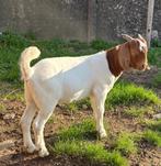 Boerbok lam met stamboek, Dieren en Toebehoren, Schapen, Geiten en Varkens, Mannelijk, Geit, 0 tot 2 jaar