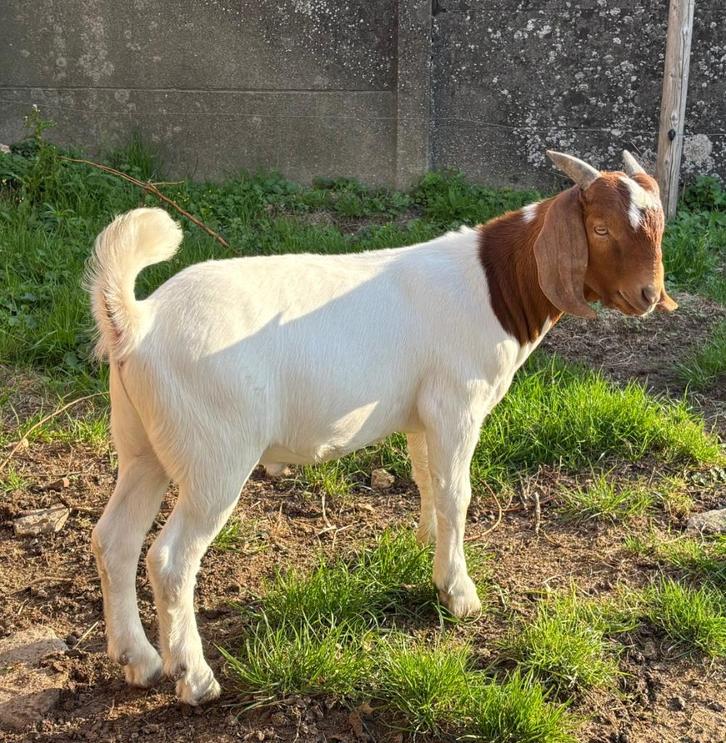 Boerbok lam met stamboek, Dieren en Toebehoren, Schapen, Geiten en Varkens, Geit, Mannelijk, 0 tot 2 jaar