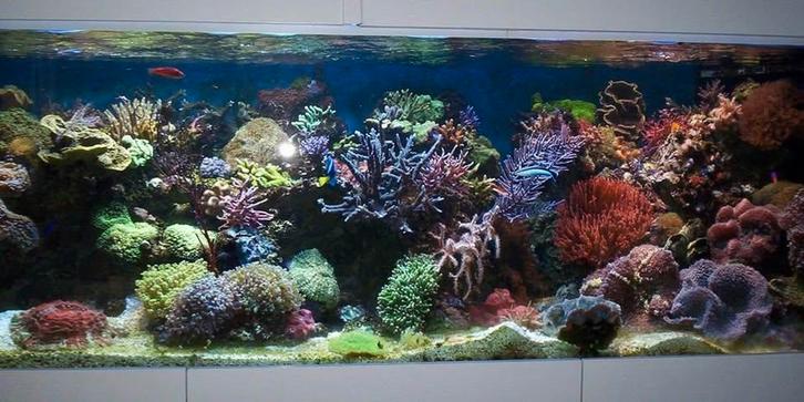 Pierres marines pour aquarium récifal, Animaux & Accessoires, Poissons | Aquariums & Accessoires, Enlèvement