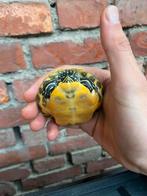 1 kleine geelwangschildpad (14cm), Dieren en Toebehoren, Schildpad, Tam, 0 tot 2 jaar