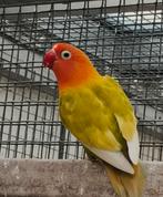 Fischeri pop, Geringd