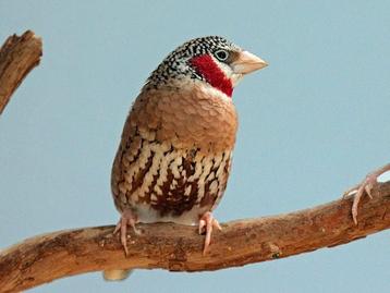 Cou-coupé / Bandvink beschikbaar voor biedingen