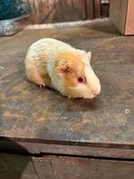 Cavia vrouwtje, Dieren en Toebehoren, Knaagdieren, December, Vrouwelijk, Cavia