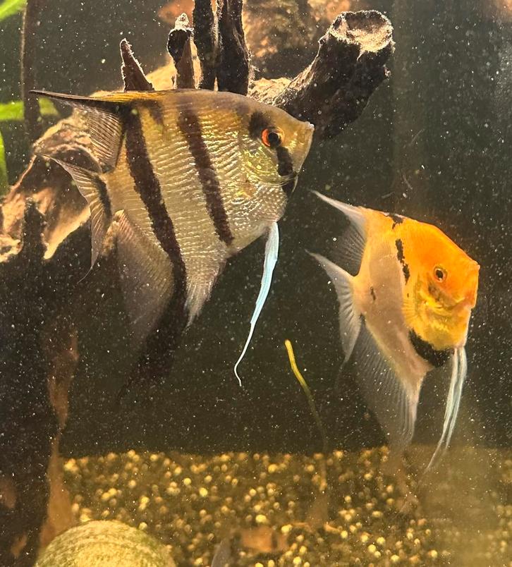 2 maanvissen, Dieren en Toebehoren, Vissen | Aquariumvissen