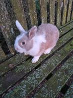 Dwergkonijn Voedster, Dieren en Toebehoren, Vrouwelijk, Dwerg, 0 tot 2 jaar