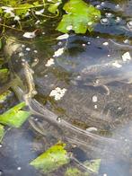 Koien te koop, Dieren en Toebehoren, Karper of Koi