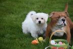 Maltezer pups nieuw nestje🌸🐾, Dieren en Toebehoren, CDV (hondenziekte), Meerdere, Maltezer, 8 tot 15 weken