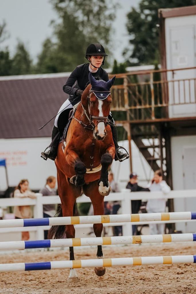 Allround gelding for sale due lack of time and box space, Dieren en Toebehoren, Paarden, Ruin, L, 170 tot 175 cm, 3 tot 6 jaar