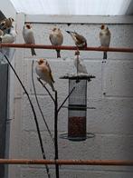 Distelvink Major wildkleur, Dieren en Toebehoren, Vogels | Overige Vogels, Meerdere dieren, Wildzangvogel, Geringd