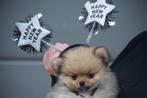 Dwergkees ,keeshond,spitz,pomeriaan pup, Dieren en Toebehoren, België, Keeshond, 8 tot 15 weken, CDV (hondenziekte)