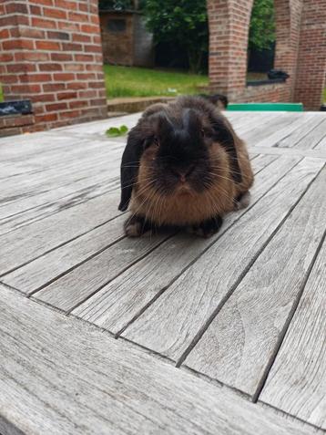 Handsome minilop rammetje 4 maand gevaccineerd beschikbaar voor biedingen