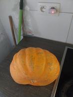 Pompon.  kabak, Tuin en Terras, Ophalen of Verzenden