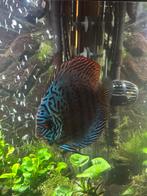 3 koppels discussen te koop, Dieren en Toebehoren, Vissen | Aquariumvissen, Vis, Zoetwatervis