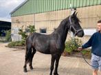 Friese merrie, 2 jaar, Dieren en Toebehoren, Ophalen of Verzenden