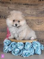 Dwergkees/ kleinkees pomeriaan, Dieren en Toebehoren, Honden | Poolhonden, Keeshonden en Oertypen, België, CDV (hondenziekte)
