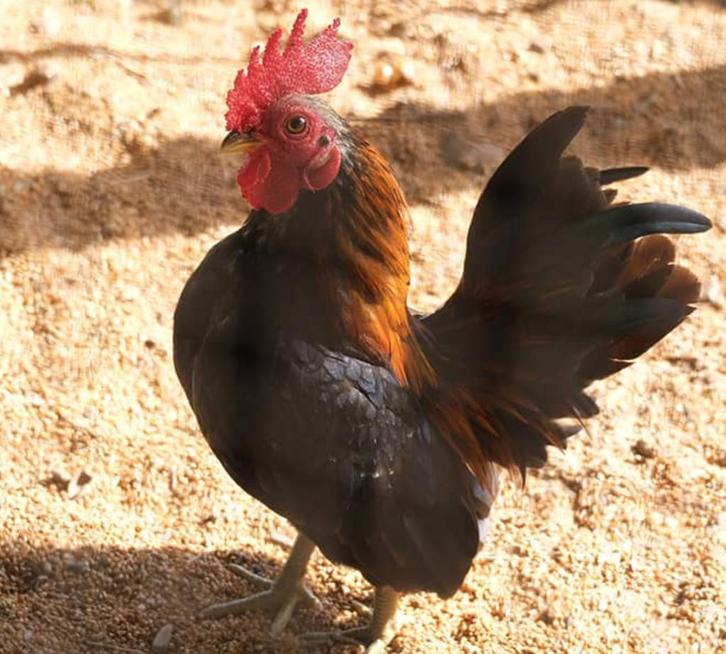 Serama haantjes & kippen, Dieren en Toebehoren, Vogels | Overige Vogels