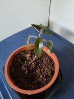 Mother of thousand, Huis en Inrichting, Kamerplanten, Ophalen, Vetplant, Halfschaduw, In pot