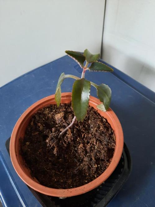 Mother of thousand, Huis en Inrichting, Kamerplanten, Vetplant, Minder dan 100 cm, Halfschaduw, In pot, Ophalen