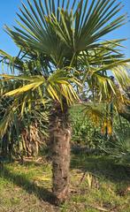 PALMBOOM AAN SPOTPRIJS 1.30 meter stamhoogte, Tuin en Terras, Bloembollen en Zaden, Ophalen