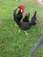 bantams Leghorn anglais noirs, Plusieurs animaux, Poule ou poulet