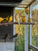 Kanarie mannen, Dieren en Toebehoren, Mannelijk, Kleurkanarie