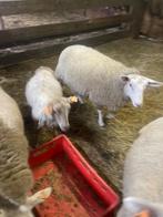 Kleine ram en 3 ooien, Dieren en Toebehoren, Vrouwelijk, Schaap, 0 tot 2 jaar