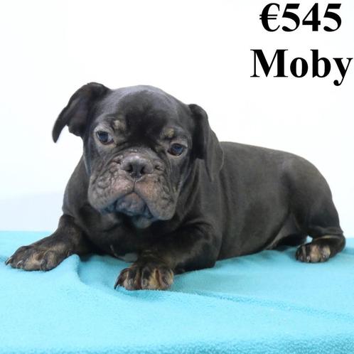 "Moby" Bouledogue Français - mâle à vendre, Animaux & Accessoires, Chiens | Chihuahuas & Chiens de compagnie, Chien (mâle), Autres races