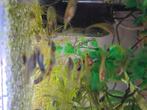 40 tal guppy's- 10 tal  molly ´s-  10  tal zwaarddragertjes