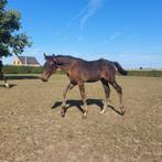 BWP merrieveulen, Merrie, Springpaard, Gechipt, 0 tot 2 jaar