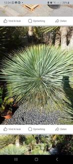yucca linearis / linearifolia, Tuin en Terras, Planten | Tuinplanten, Winter, Ophalen of Verzenden