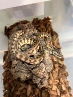 Morelia spilota variegata