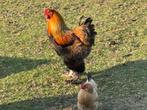 Brahma kippen + haan, Dieren en Toebehoren, Overige Dieren, Meerdere dieren
