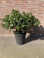 vetplant (crassula), Vaste plant, Bloeit niet, Halfschaduw, Ophalen