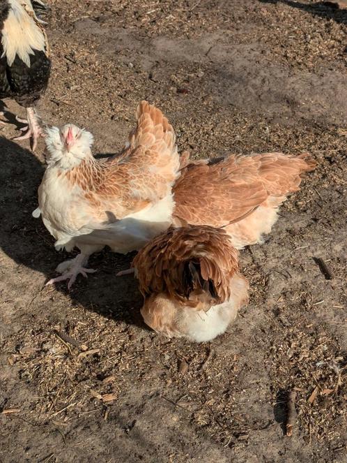 Faverolles, Dieren en Toebehoren, Pluimvee