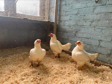 Trio indische vechtkriel beschikbaar voor biedingen