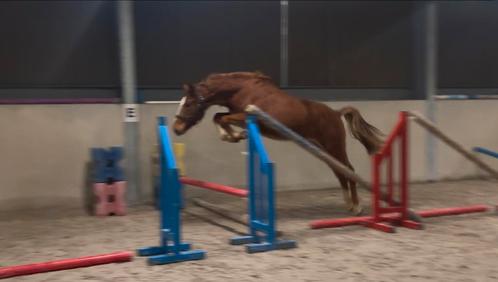 Superlieve 2j merrie, Dieren en Toebehoren, Paarden, Merrie