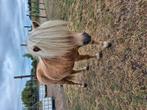 Mini hengst (shetlander), Dieren en Toebehoren, Paarden, Hengst, Gechipt, 11 jaar of ouder