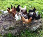 Ruime keuze kippen in 20 verschillende rassen vanaf 10 euro, Dieren en Toebehoren, Pluimvee, Vrouwelijk, Kip