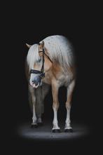 Haflinger, Dieren en Toebehoren, Merrie, Minder dan 160 cm, B, 3 tot 6 jaar