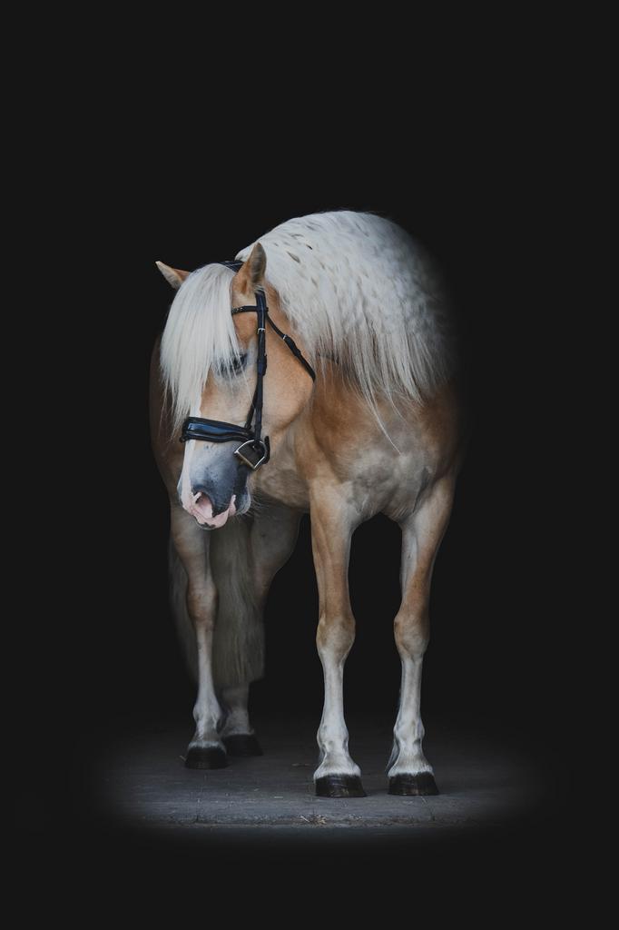 Haflinger, Dieren en Toebehoren, Paarden, Merrie, B, Minder dan 160 cm, 3 tot 6 jaar, Met stamboom, Gechipt, Ontwormd